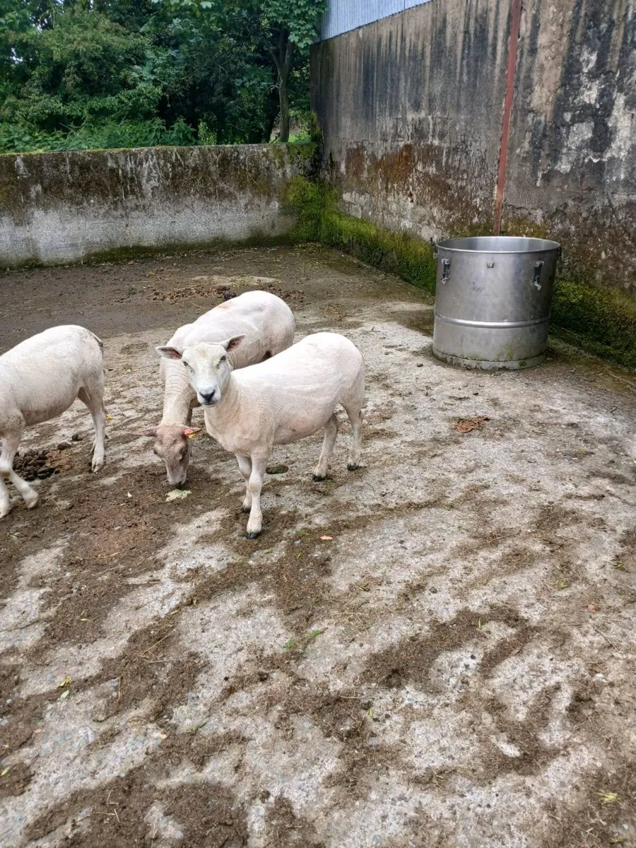 Hoggets x5 - Image 1
