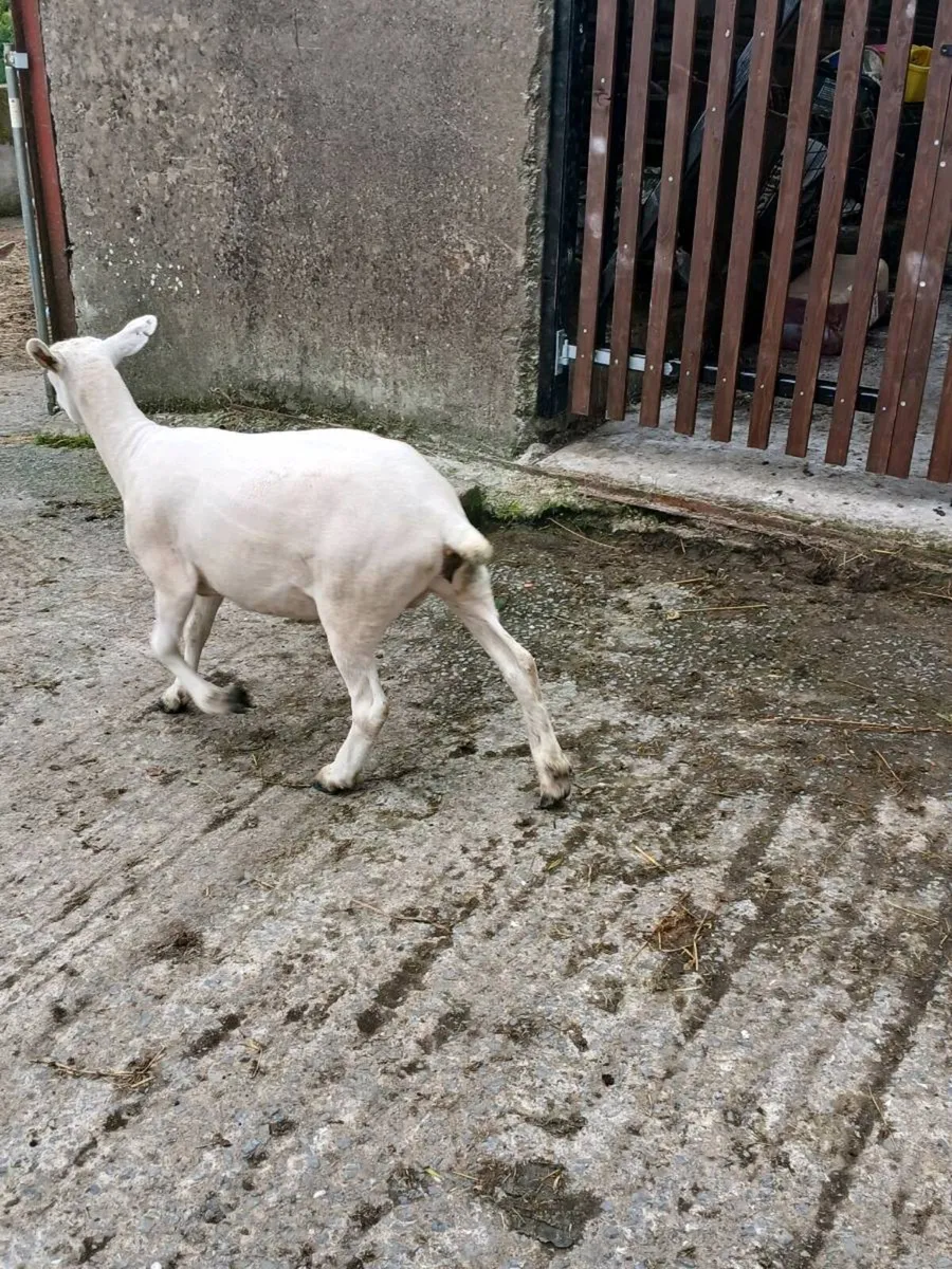 Hoggets x5 - Image 2