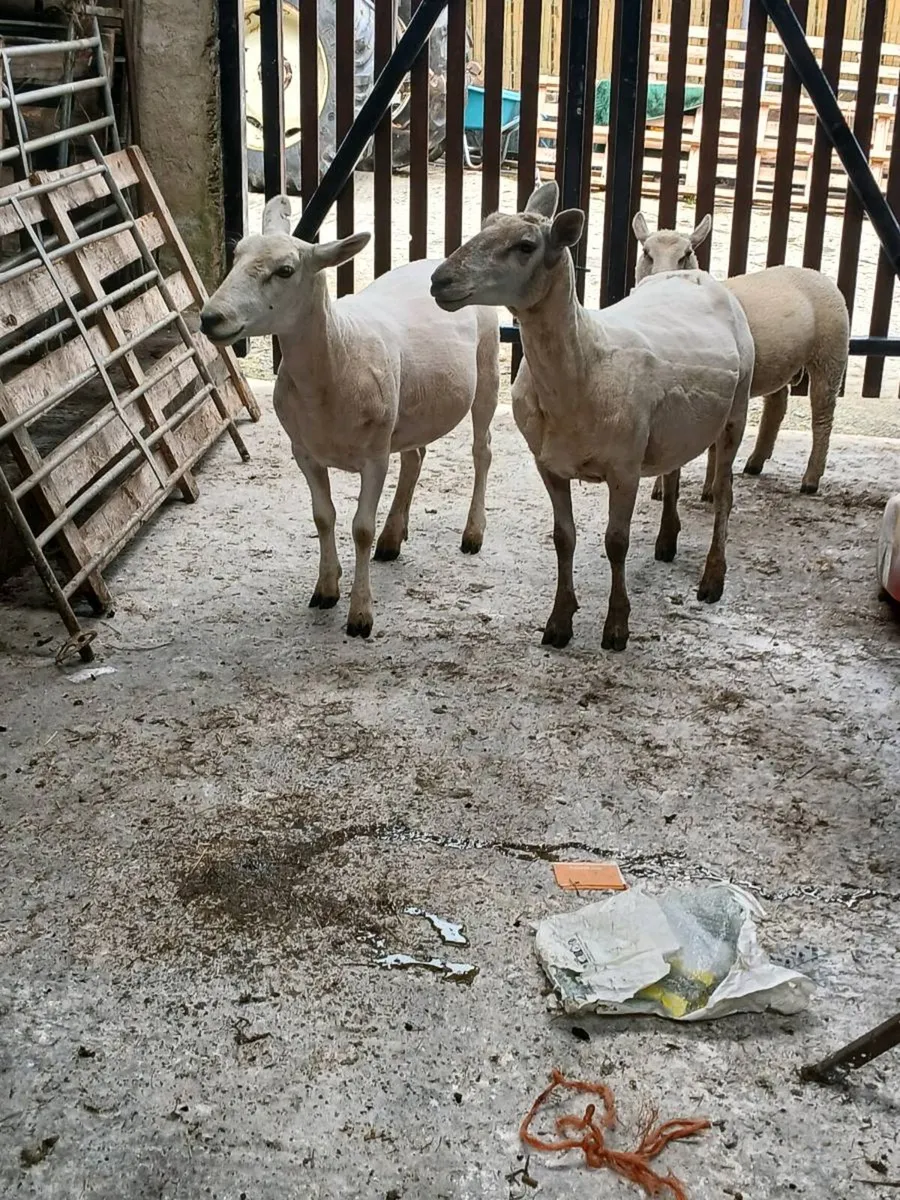 Hoggets x5 - Image 3
