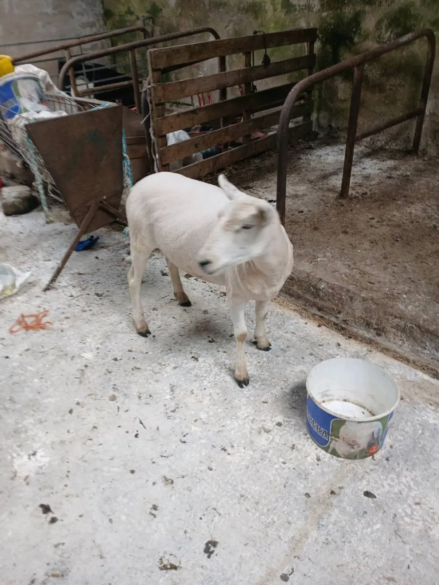 Hoggets x5 - Image 4