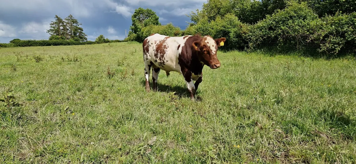 P.B N R Shorthorn Bull - Image 1