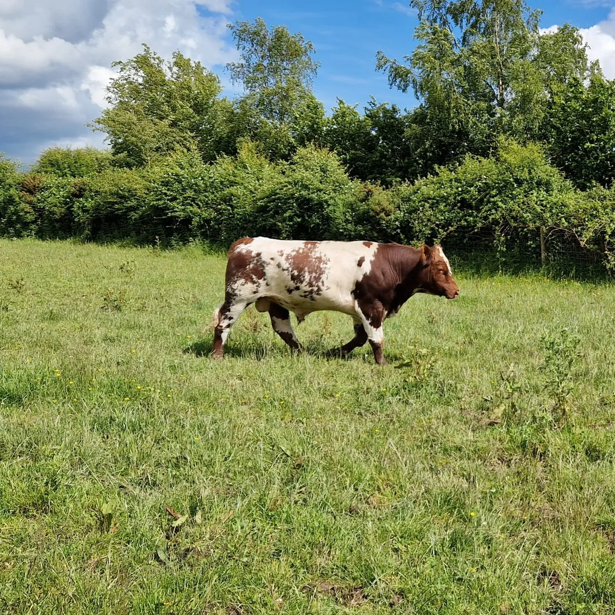P.B N R Shorthorn Bull - Image 3