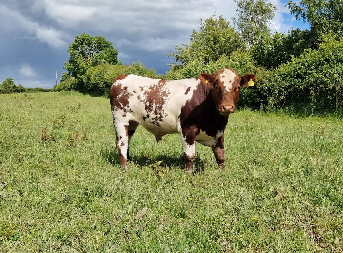 P.B N R Shorthorn Bull - Image 2