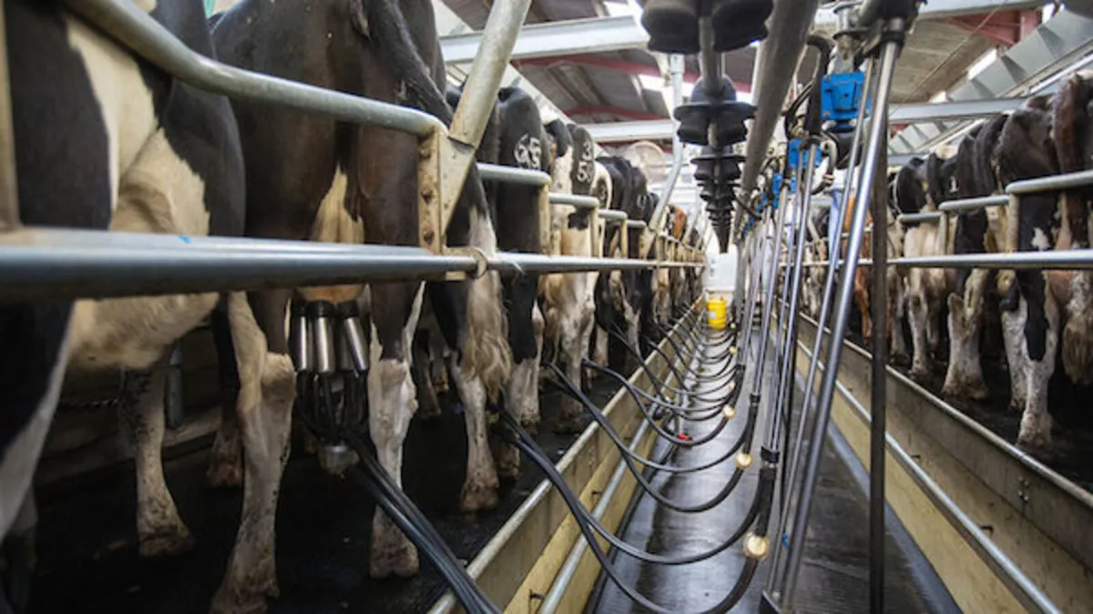 Relief Milker Available