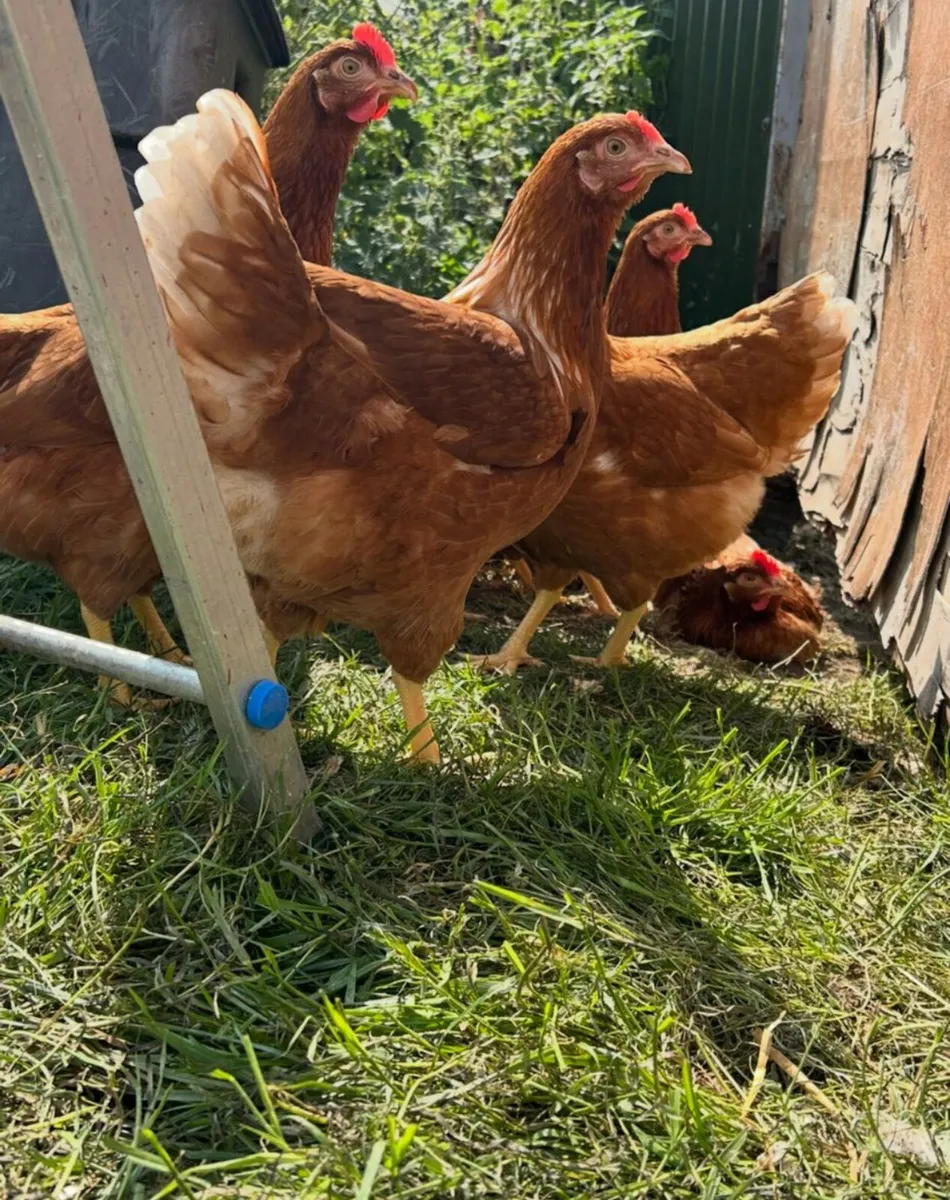 18 week old isa brown pullets - Image 1