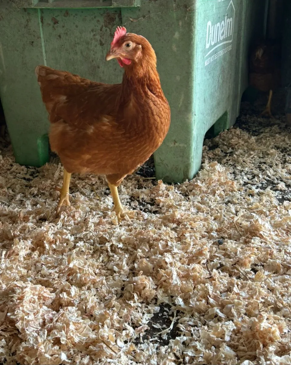 18 week old isa brown pullets - Image 2