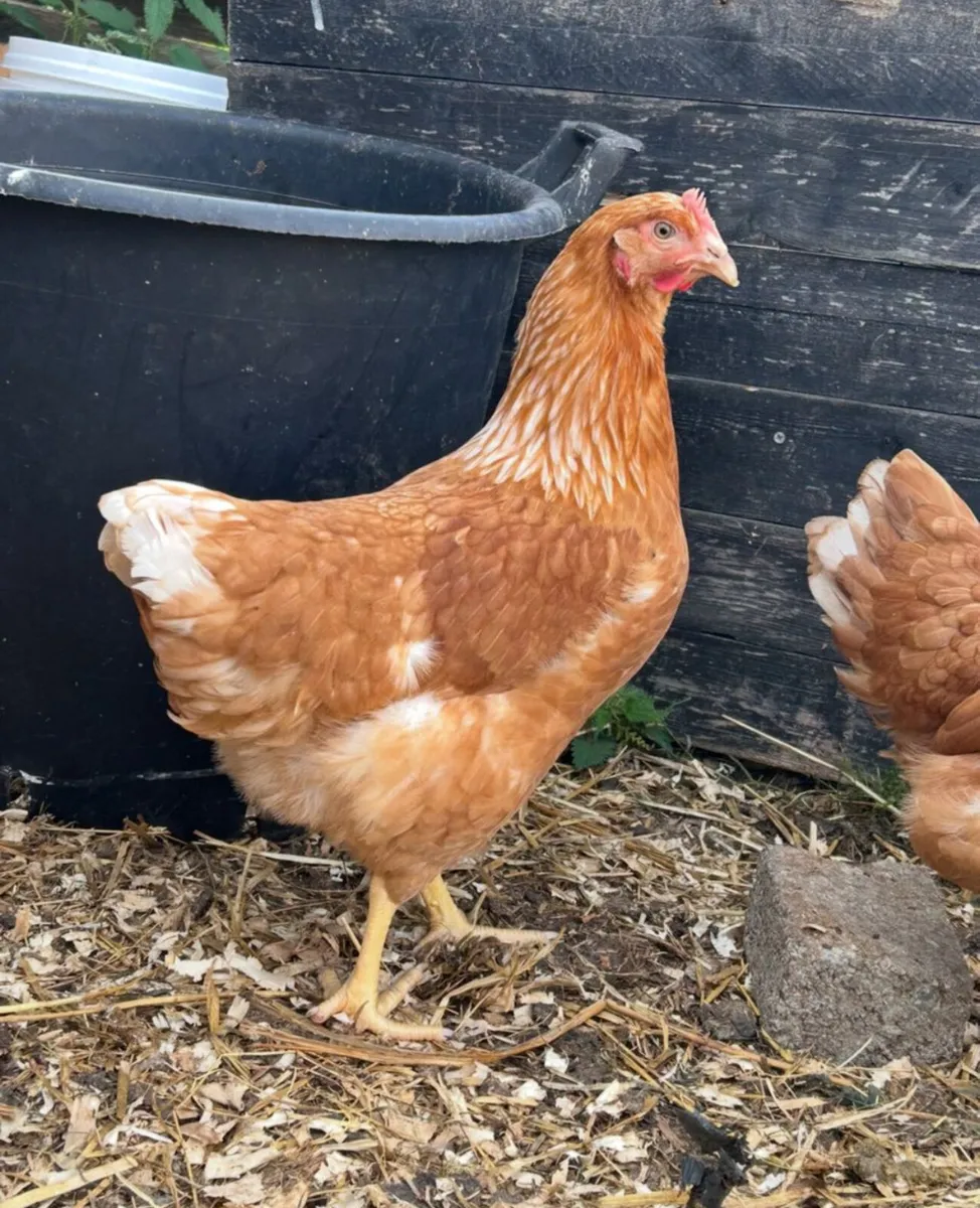 18 week old isa brown pullets - Image 3