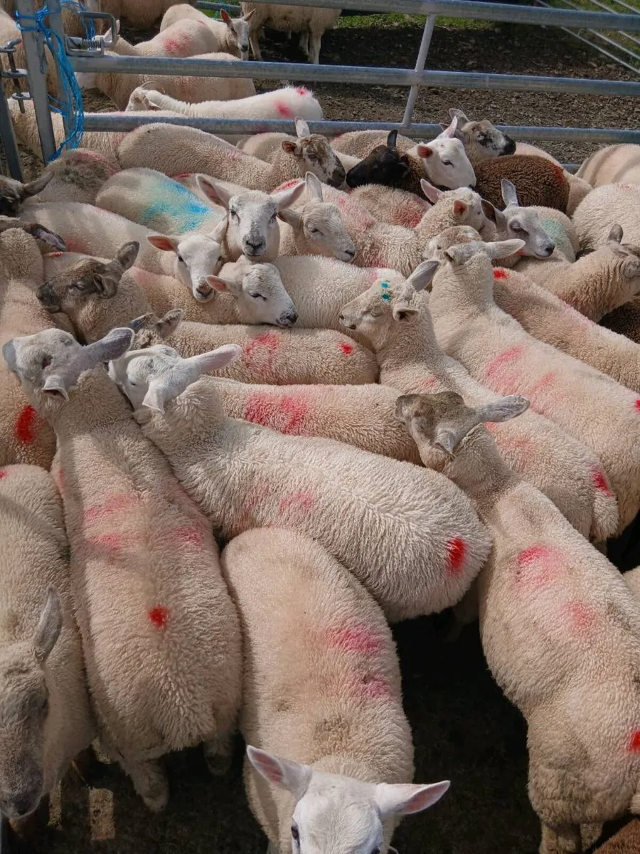 Organic ram lambs - Image 1