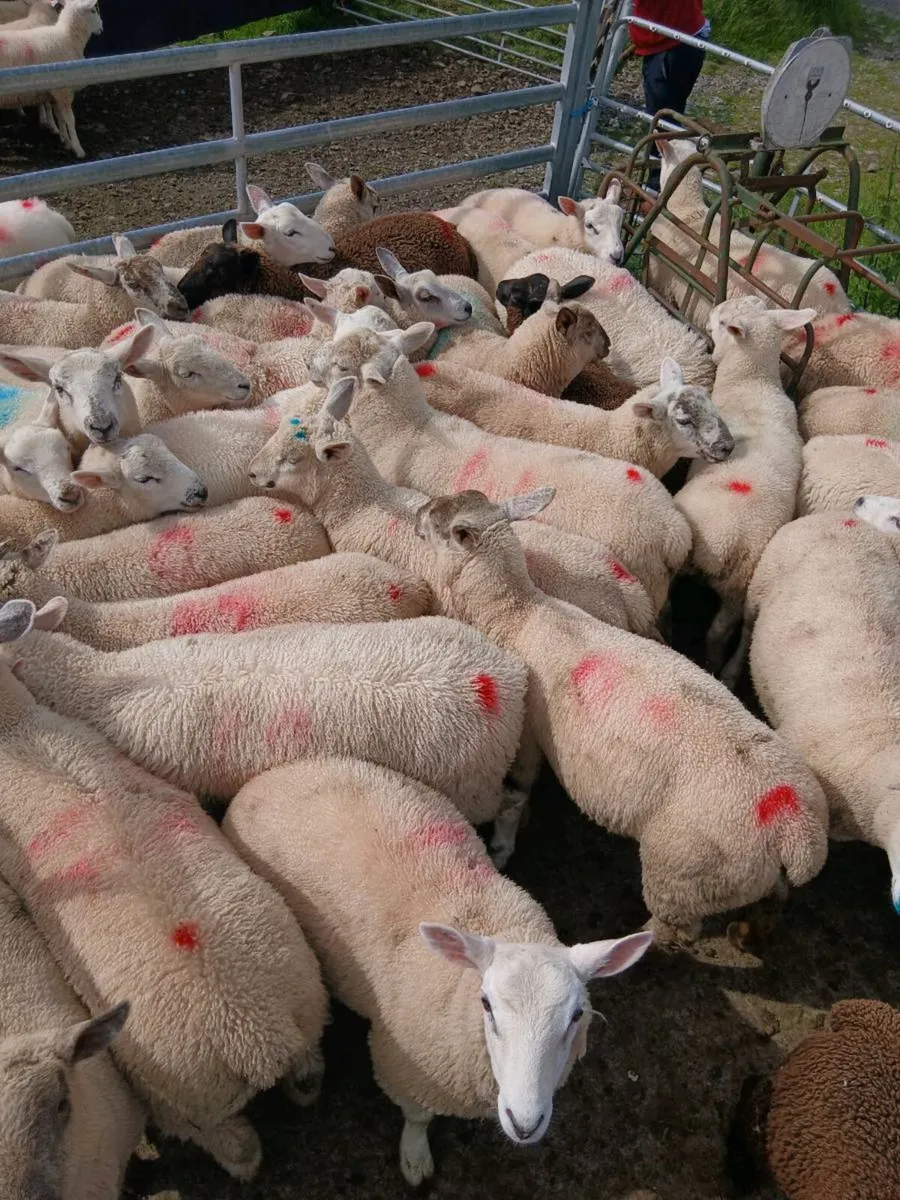 Organic ram lambs - Image 2