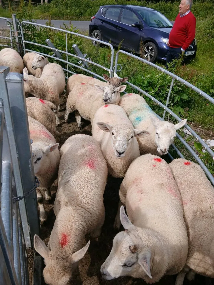 Organic ram lambs - Image 3