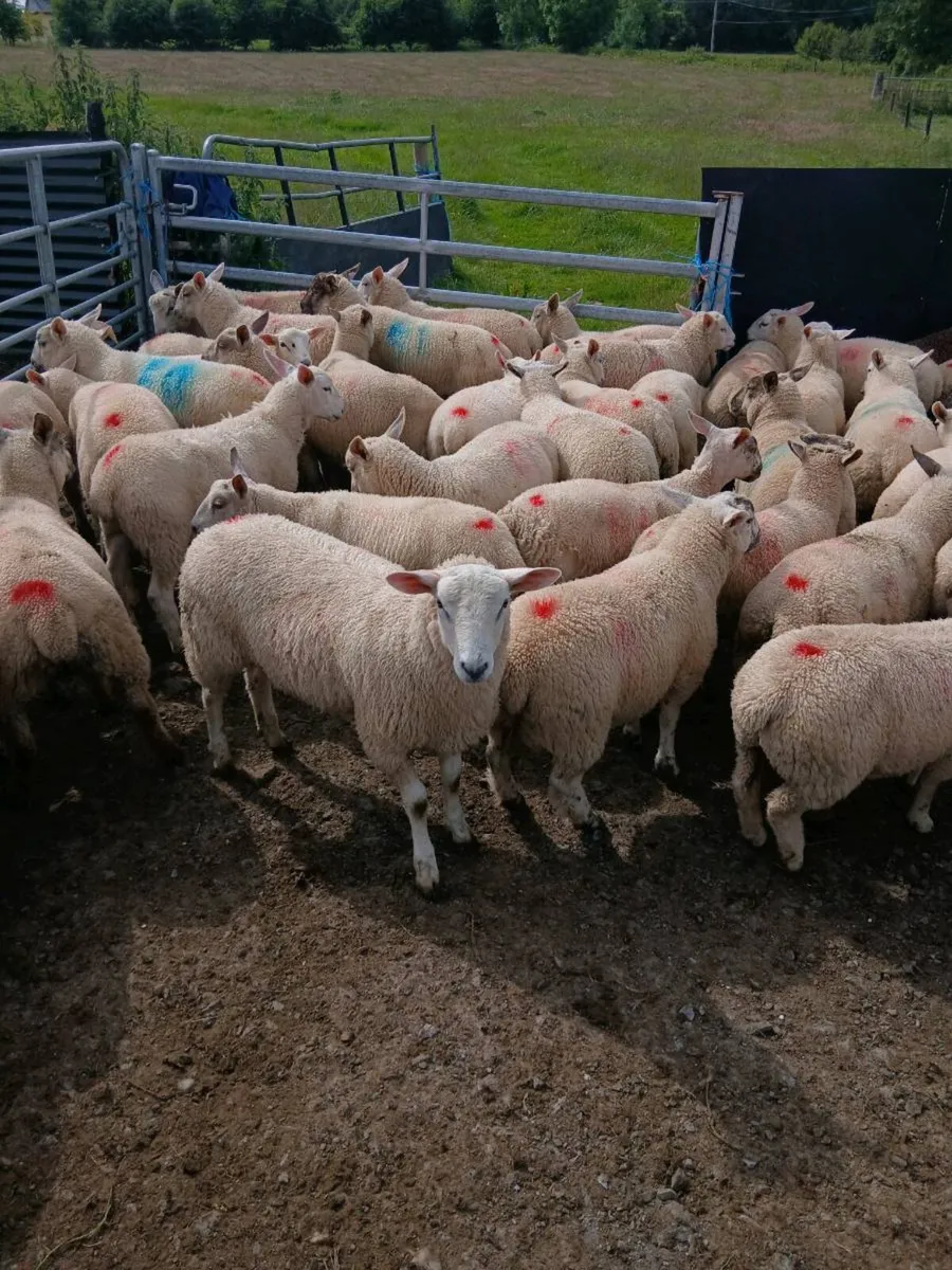 Organic ram lambs - Image 4