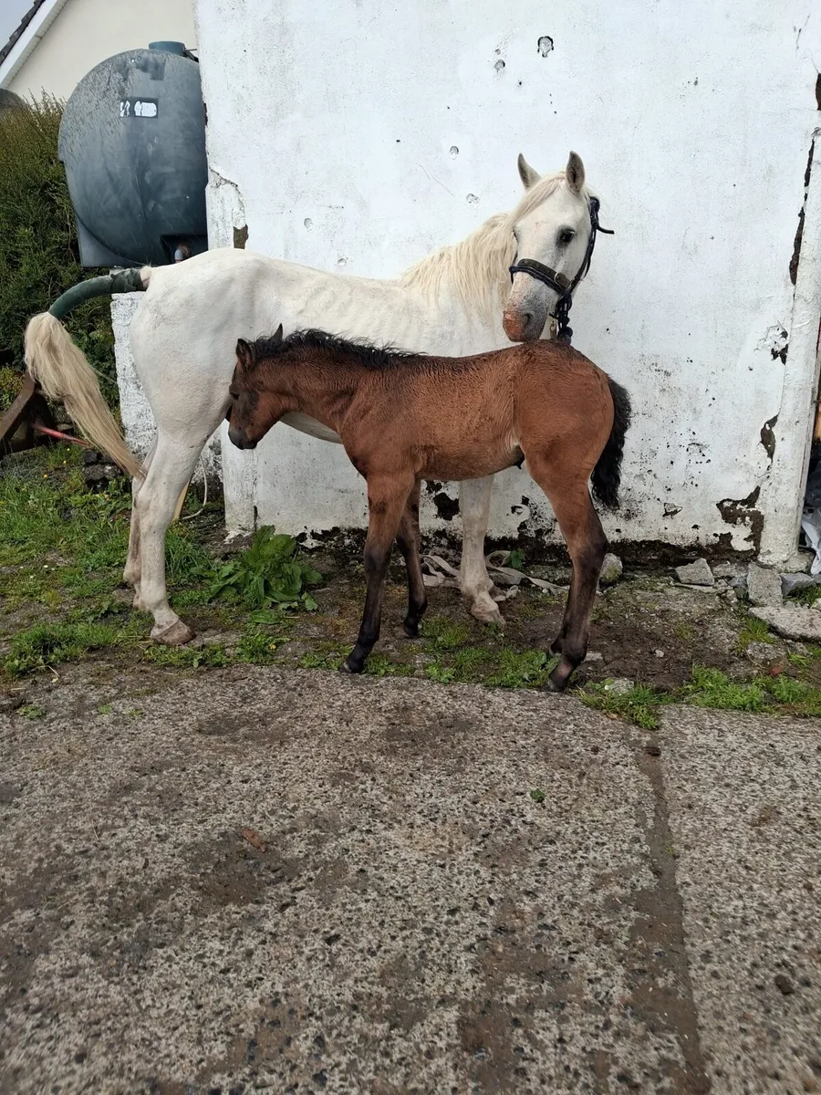 Connamara mare and filly foal for sale Galway city - Image 2