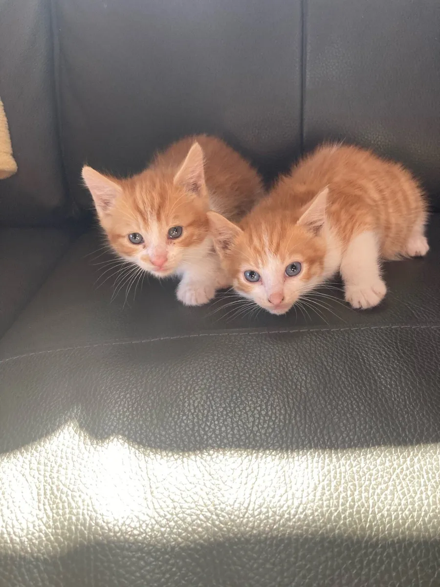 Kittens for sale - Image 1