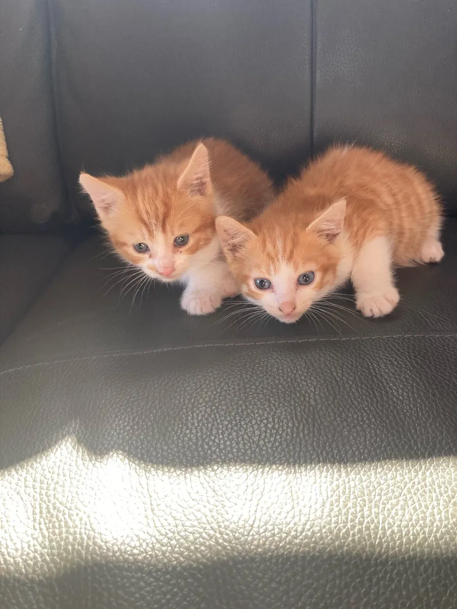 Kittens for sale - Image 2
