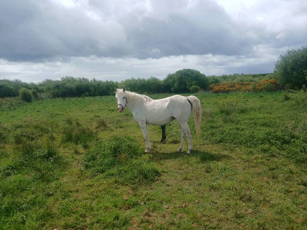 Connamara mare and filly foal for sale Galway city - Image 1