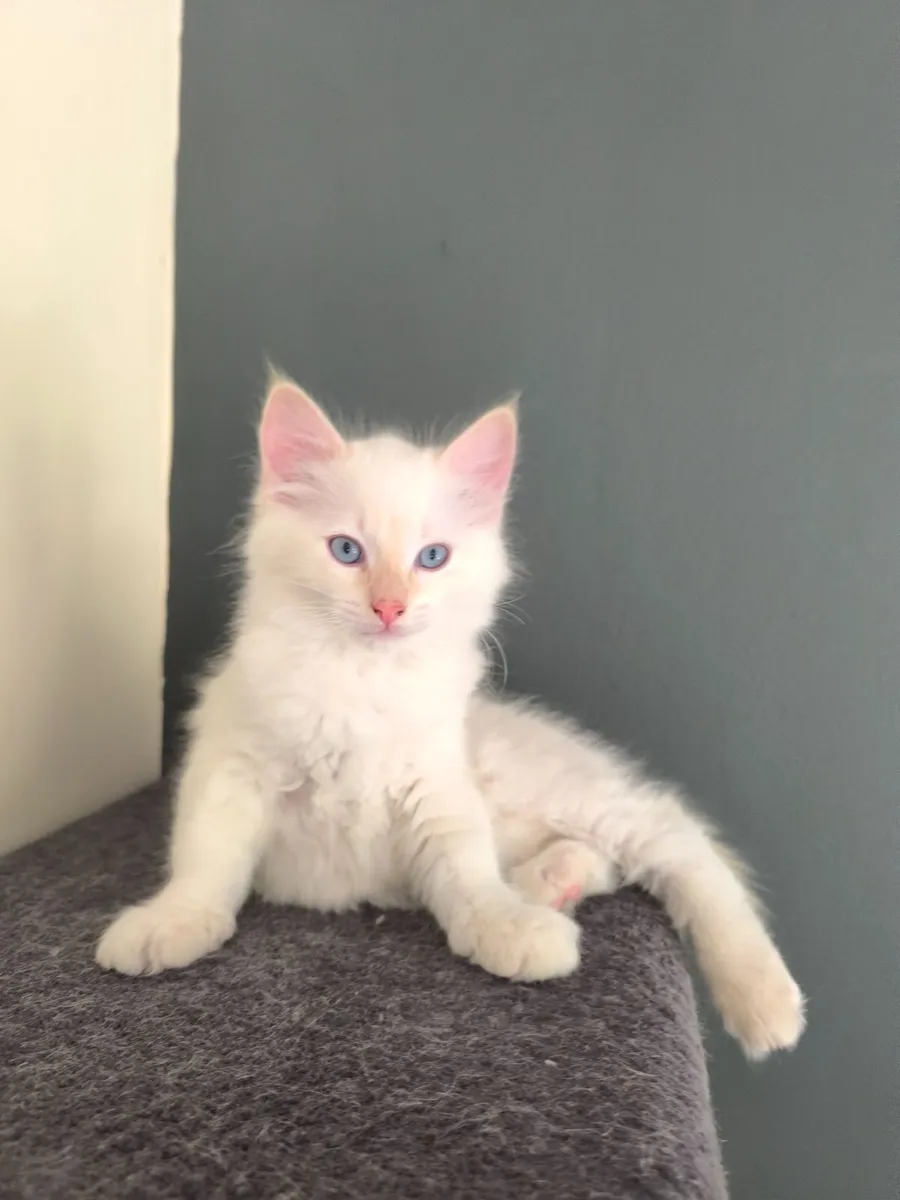 Kitten - Image 1