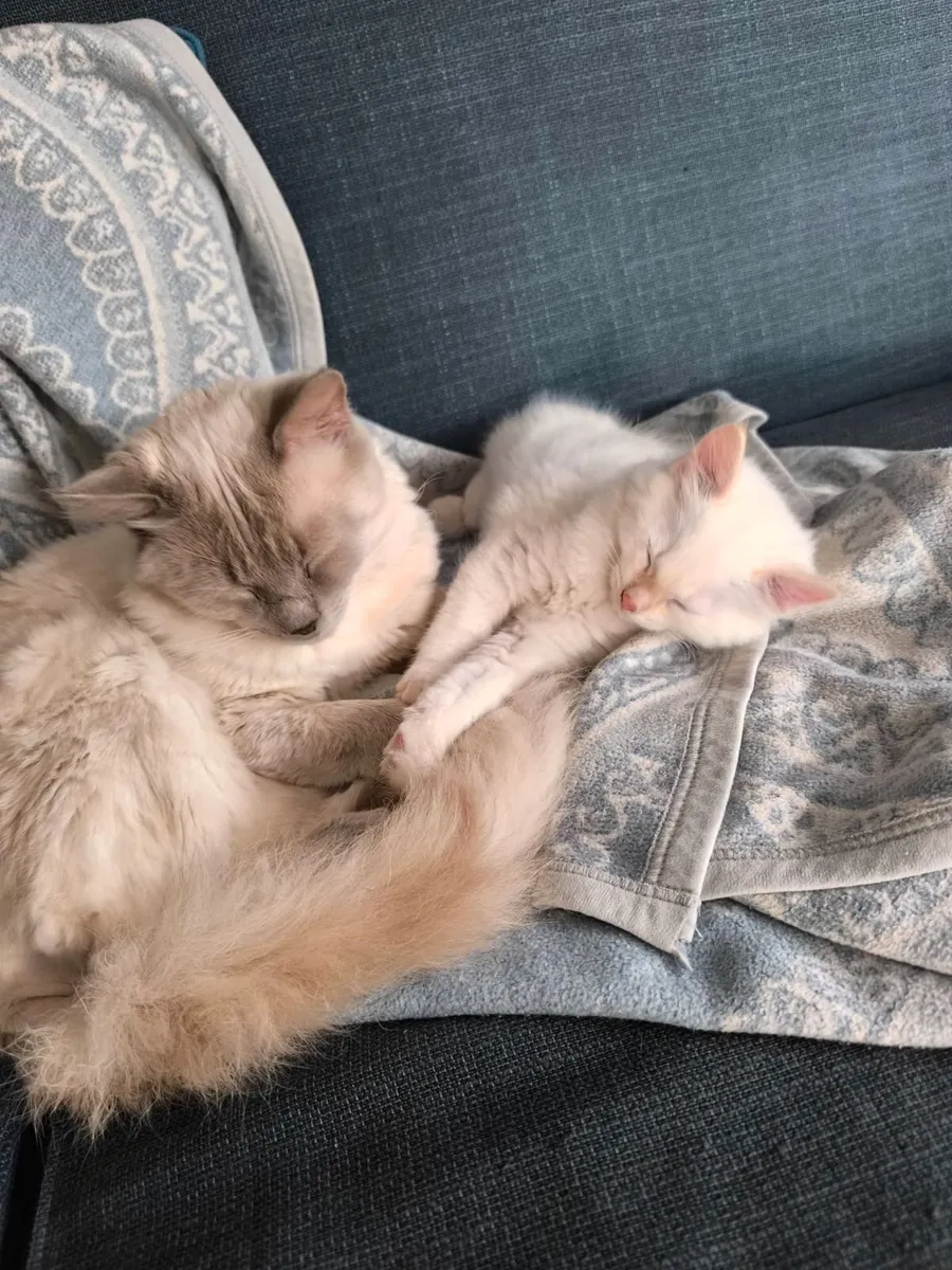 Kitten - Image 3