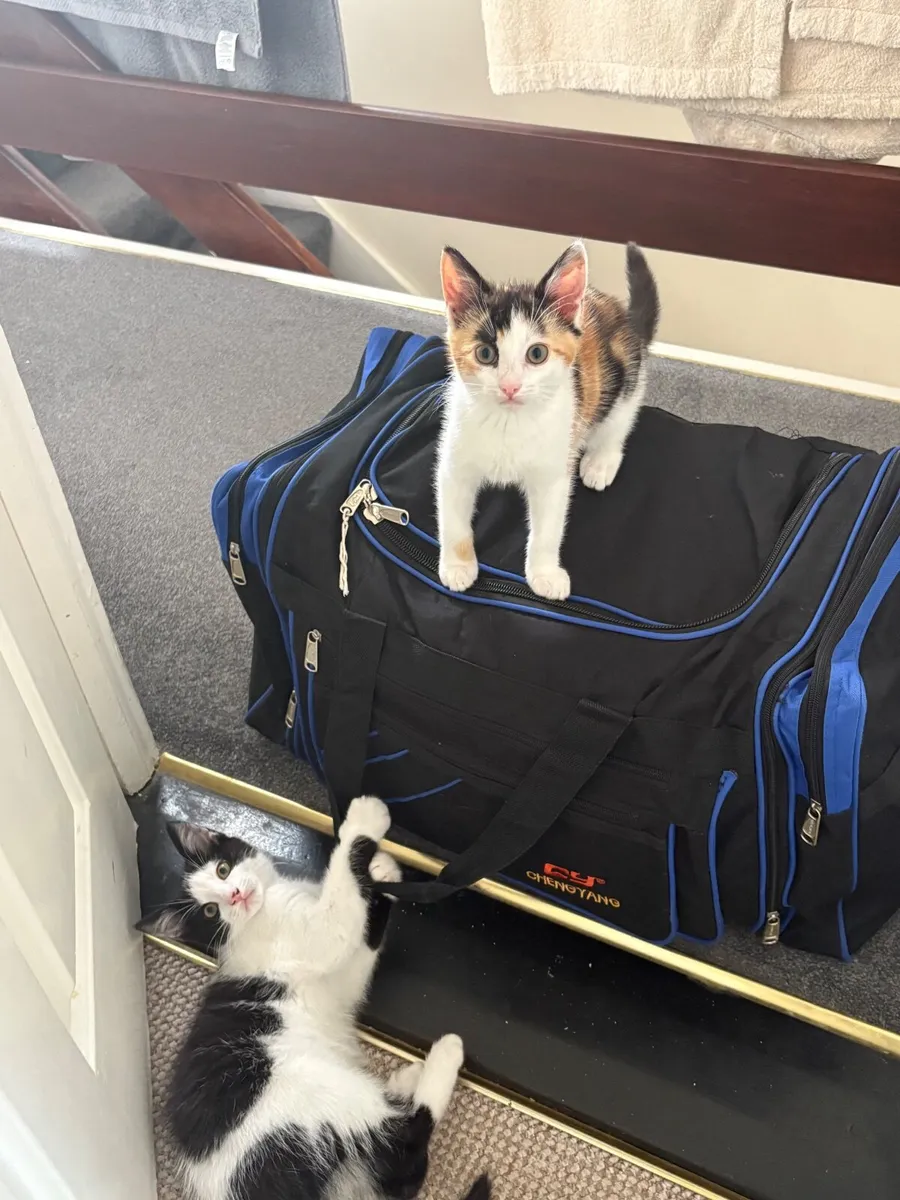 Kitten - Image 1