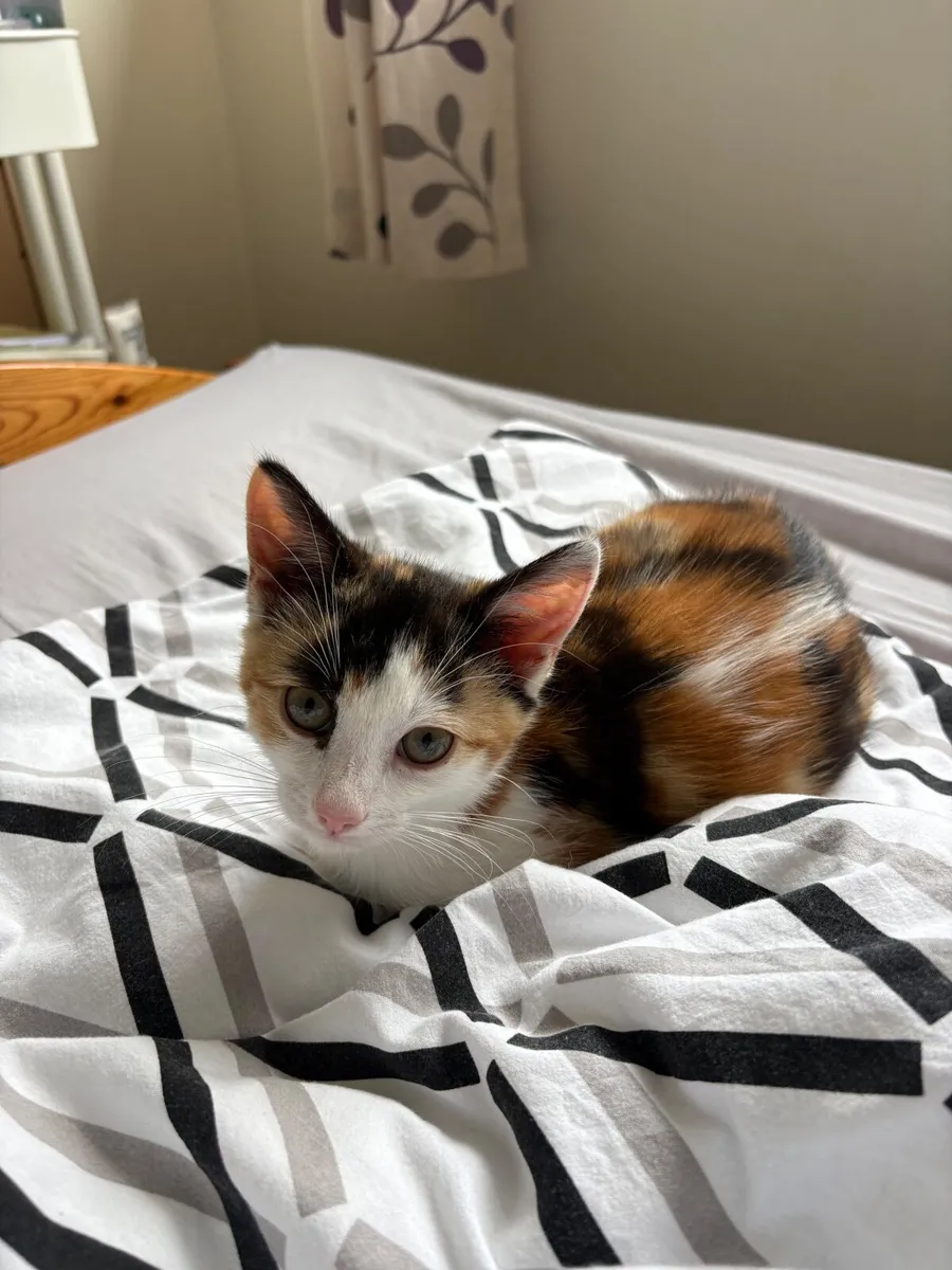 Kitten - Image 2