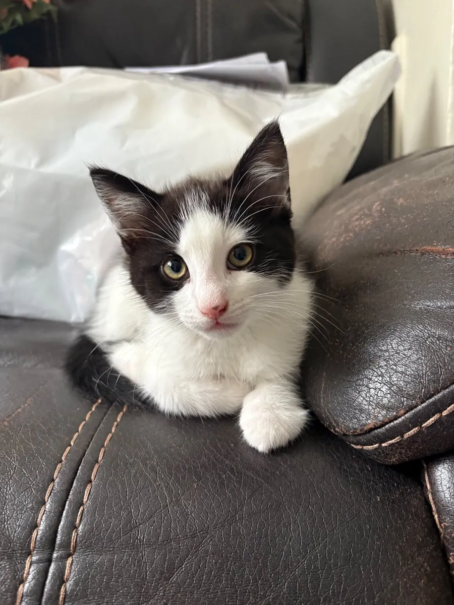 Kitten - Image 3