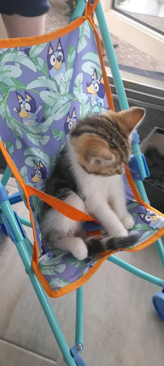 Kitten - Image 2