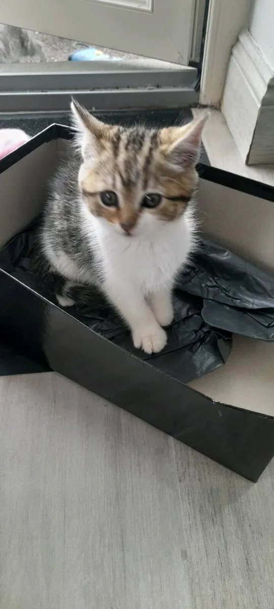 Kitten - Image 3