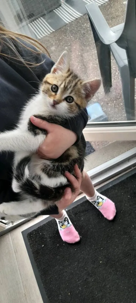 Kitten - Image 4