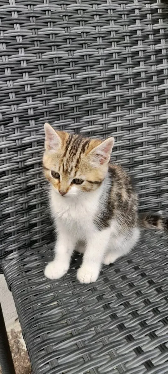 Kitten - Image 1