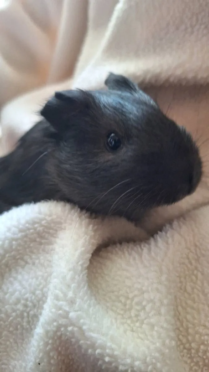 Guinea pigs - Image 1