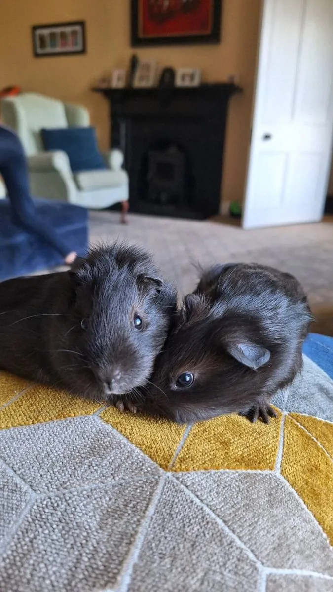 Guinea pigs - Image 2