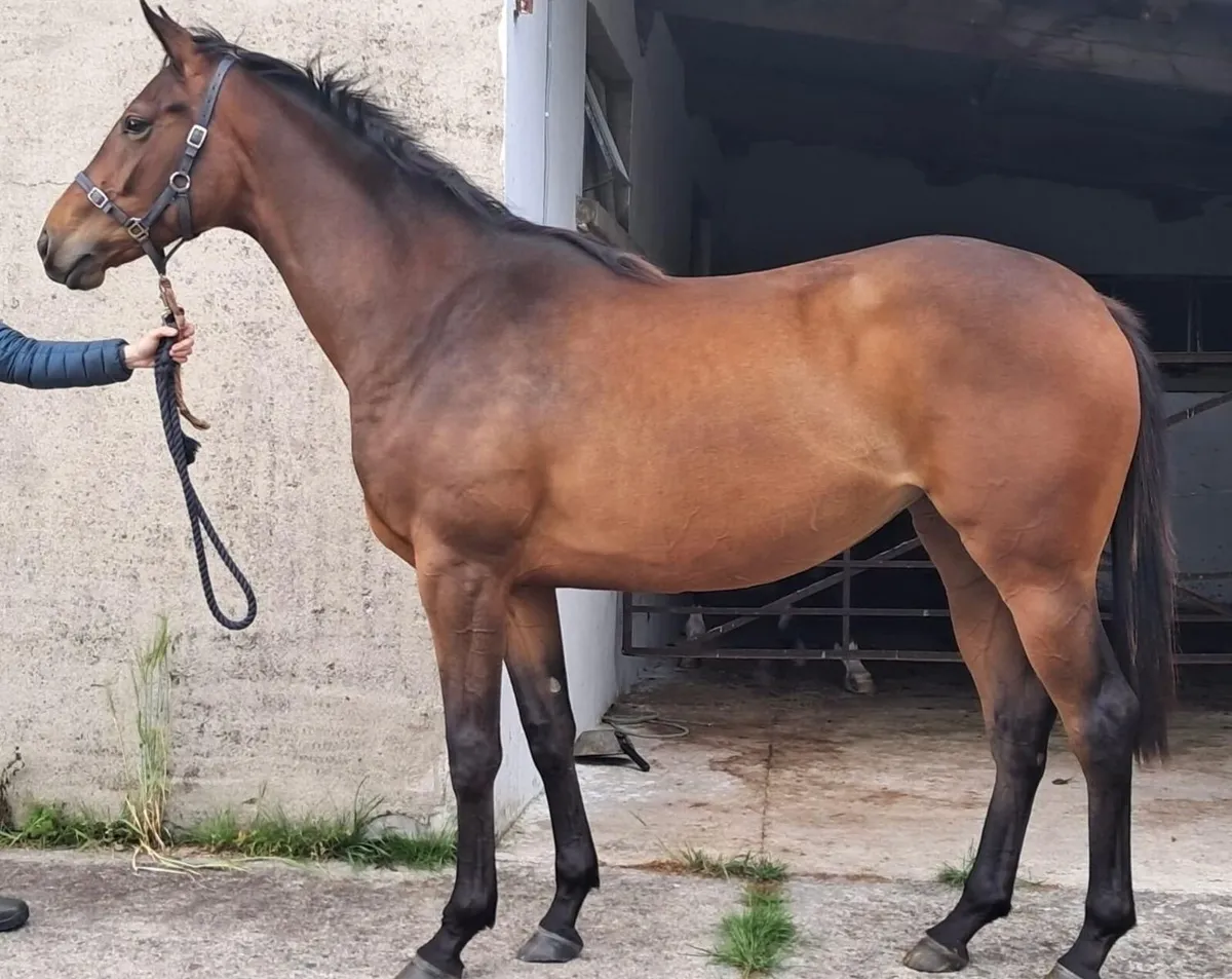 Filly - Image 1