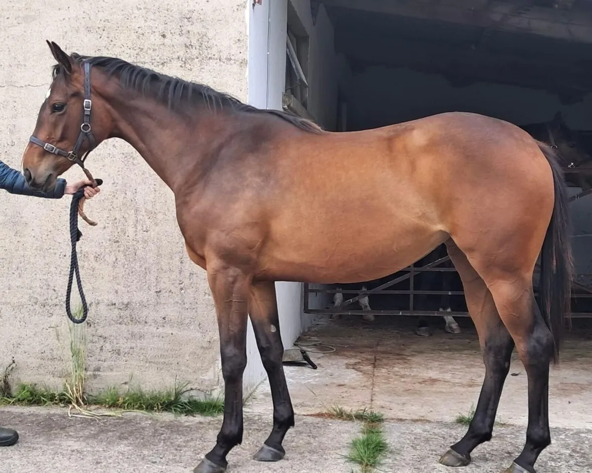 Filly - Image 2