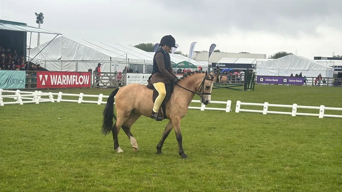 122cms pony - Image 1