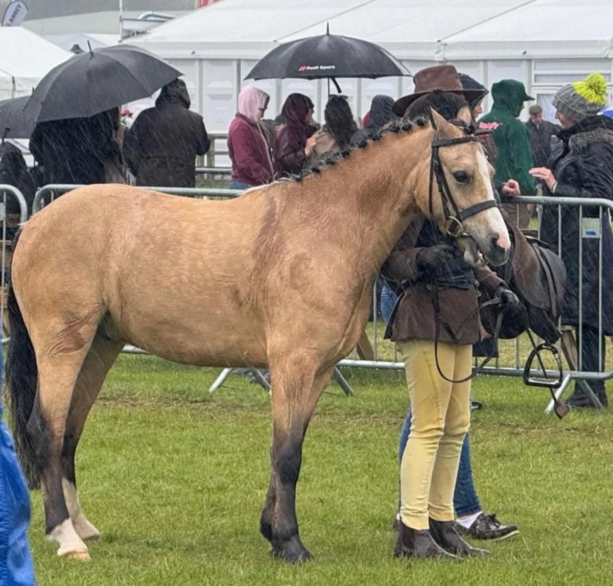 122cms pony - Image 3