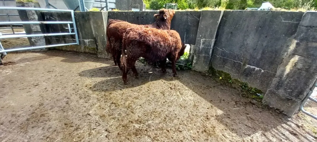 Pbr salers bulls