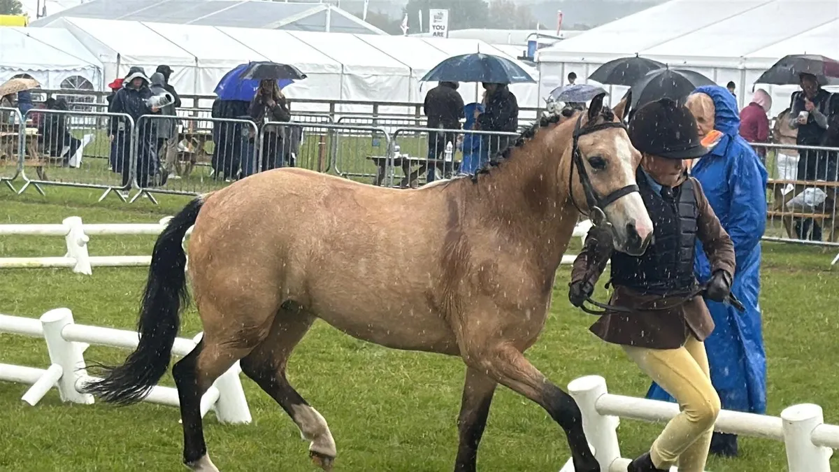 122cms pony - Image 4