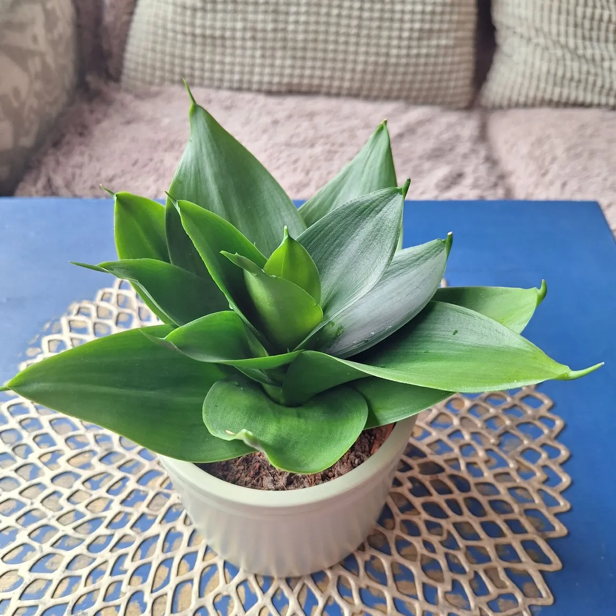 Healthy Sansevieria Hahnii in Decorative Pot - Image 1