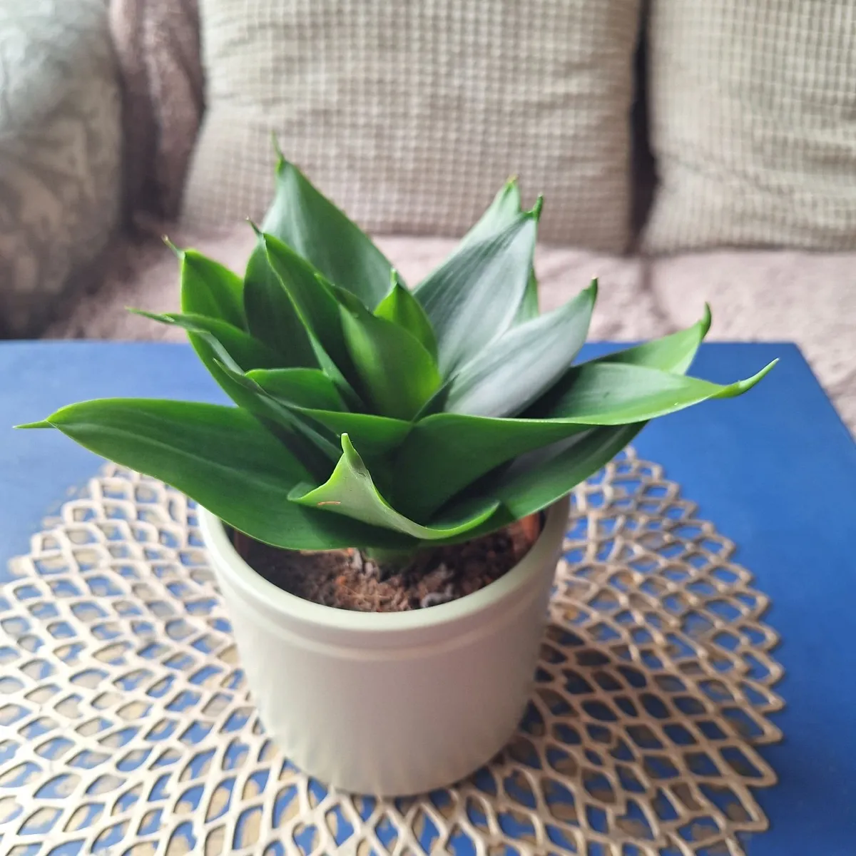 Healthy Sansevieria Hahnii in Decorative Pot - Image 2