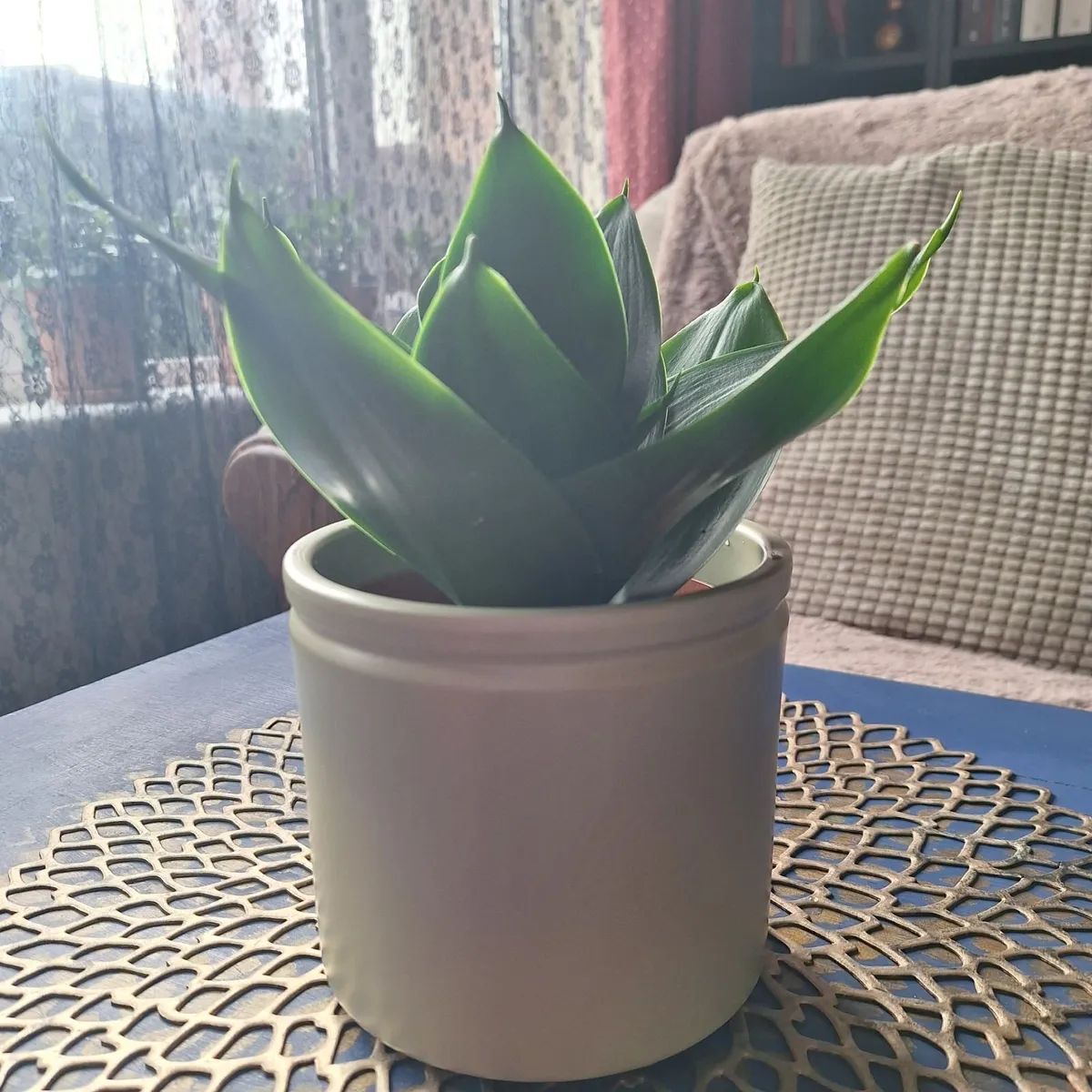 Healthy Sansevieria Hahnii in Decorative Pot - Image 4