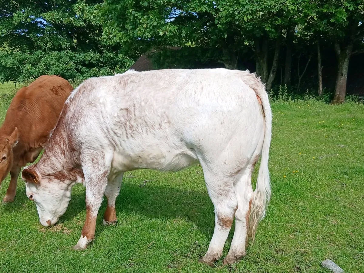 Heifer - Image 1