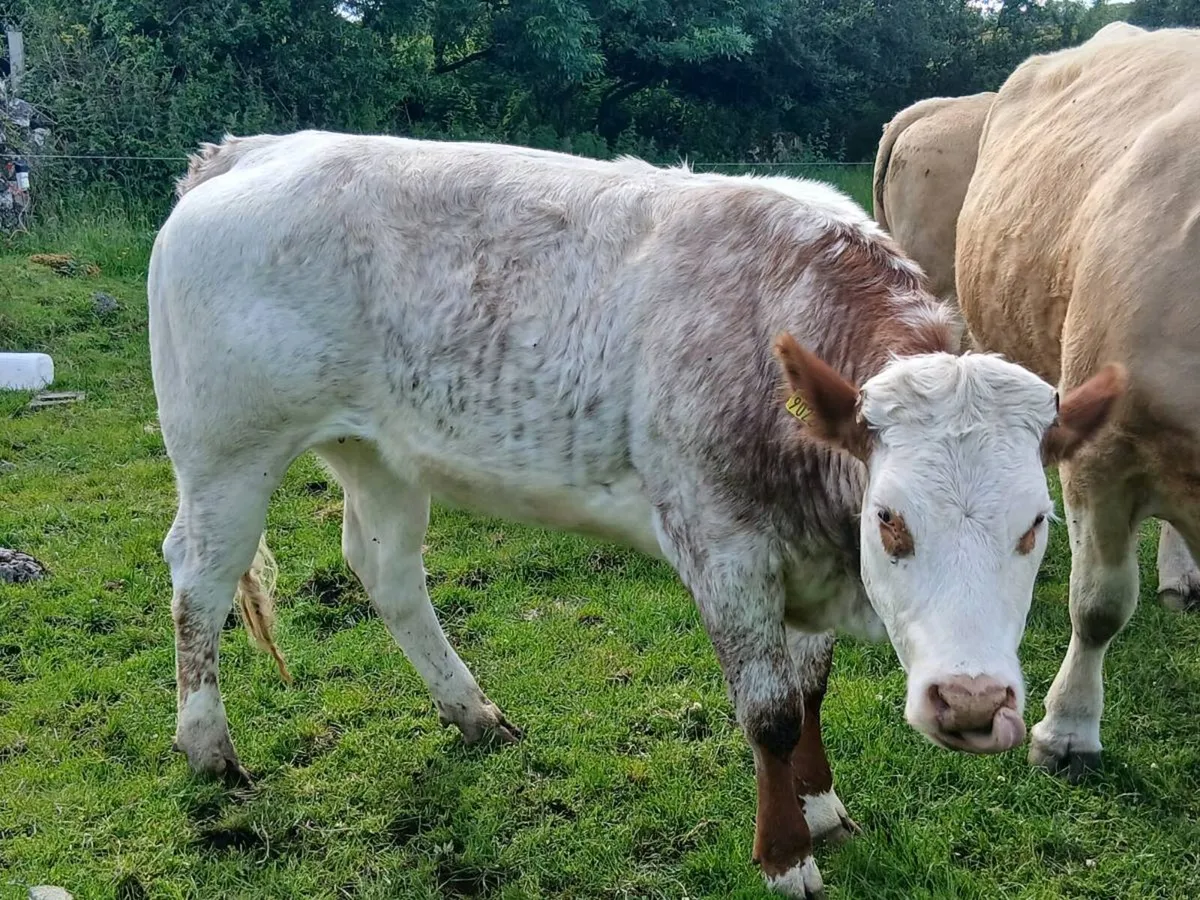 Heifer - Image 3