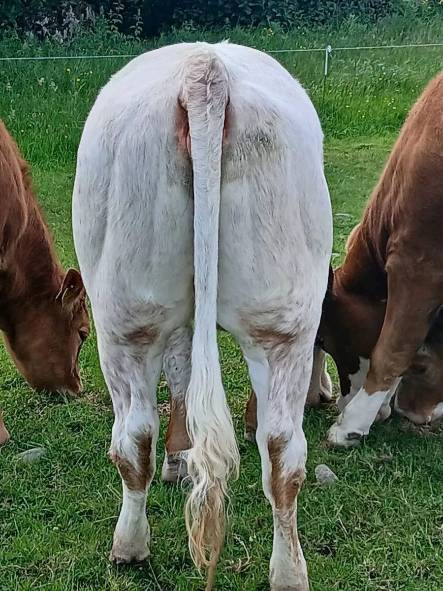 Heifer - Image 2