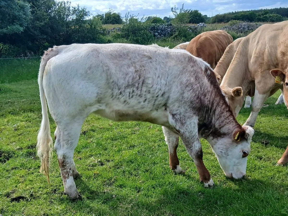 Heifer - Image 4