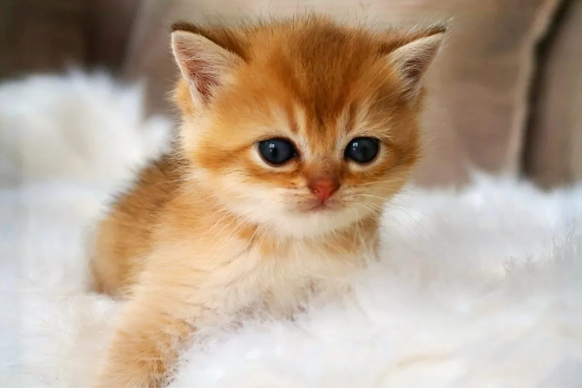 GCCFI British Longhair and Shorthair - Image 3