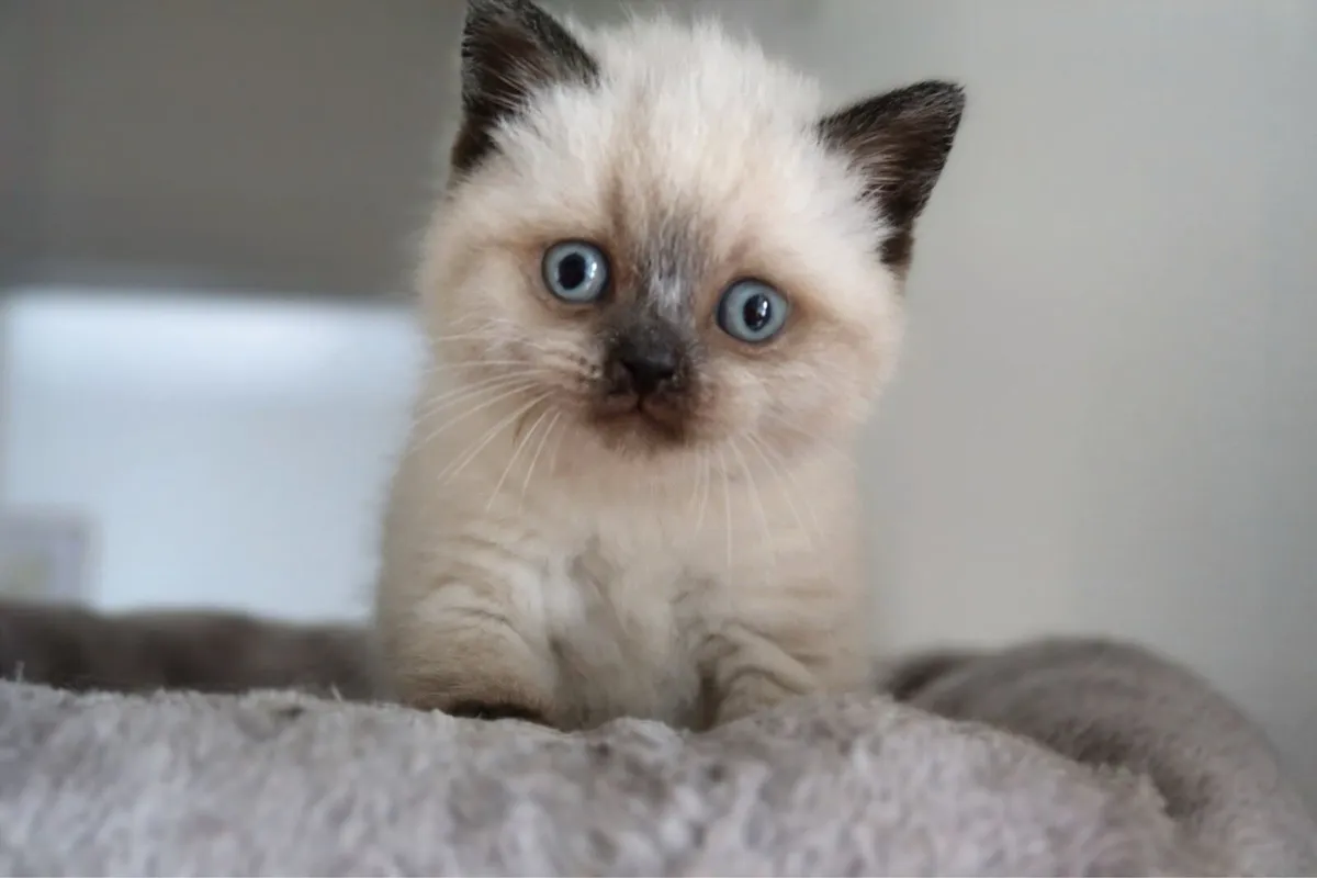 GCCFI British Longhair and Shorthair - Image 2