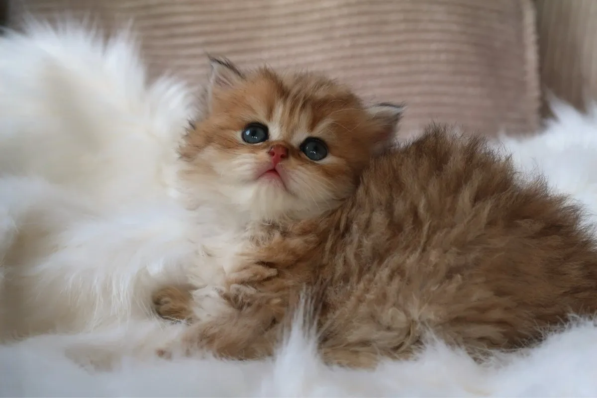 GCCFI British Longhair and Shorthair - Image 1
