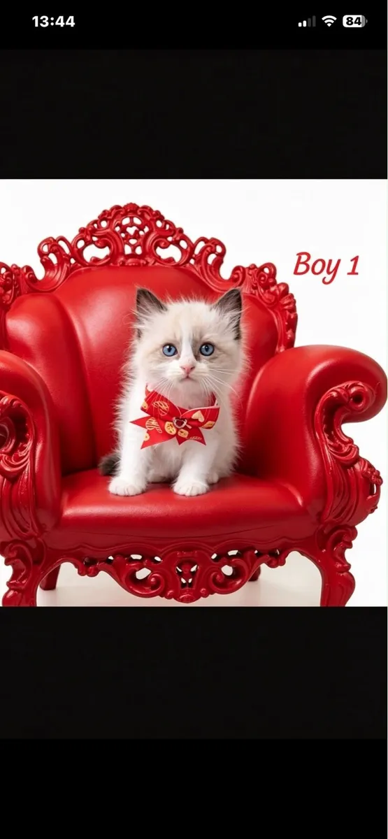 Ragdoll kittens - Image 2