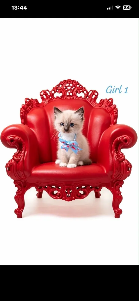 Ragdoll kittens - Image 1