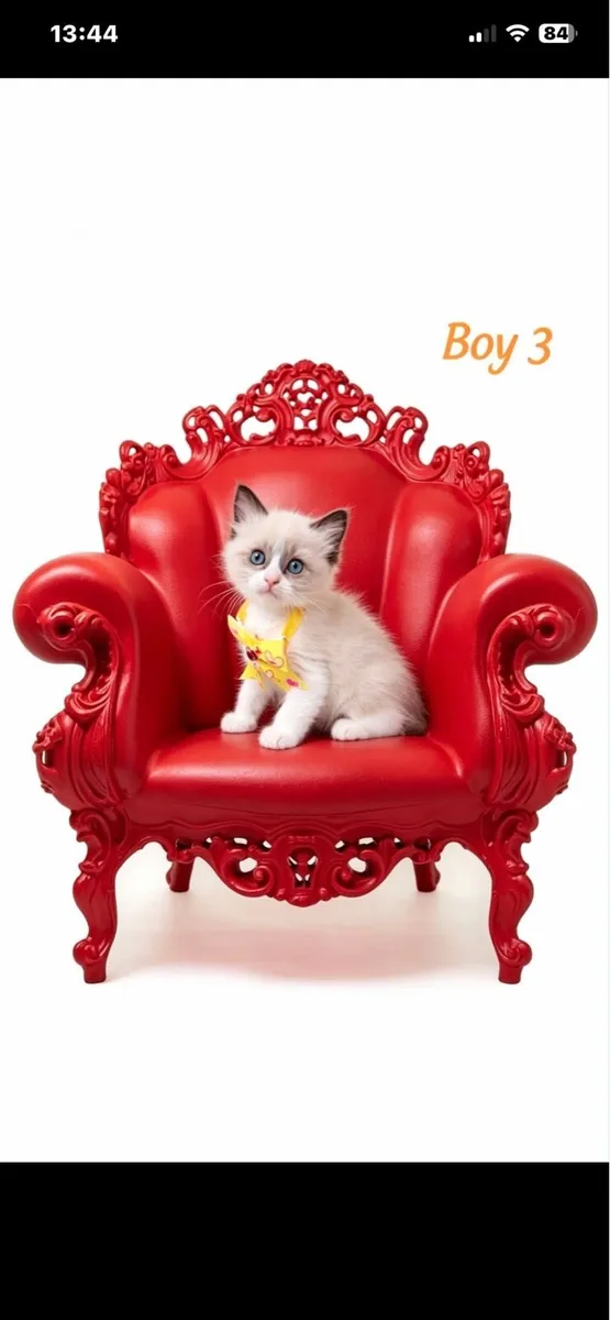Ragdoll kittens - Image 4