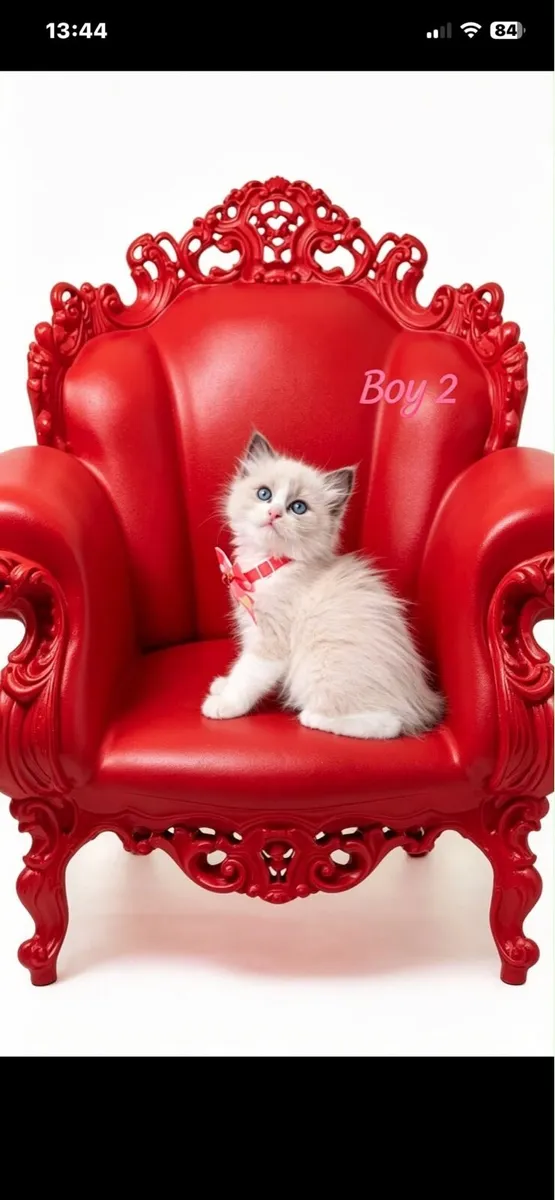 Ragdoll kittens - Image 3